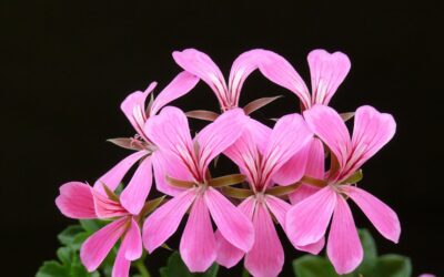 Vente de plants de légumes, fleurs et aromatiques à Citéflor.