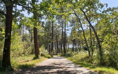 Fermeture de la Forêt de Migelane