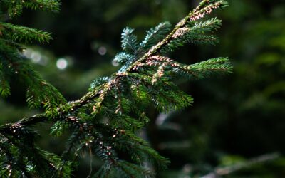 Dépôt des sapins de Noël