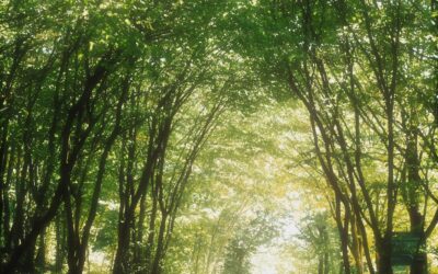 Fermeture et interdiction de fréquentation des massifs forestiers du 18 février au 23 février 2026.