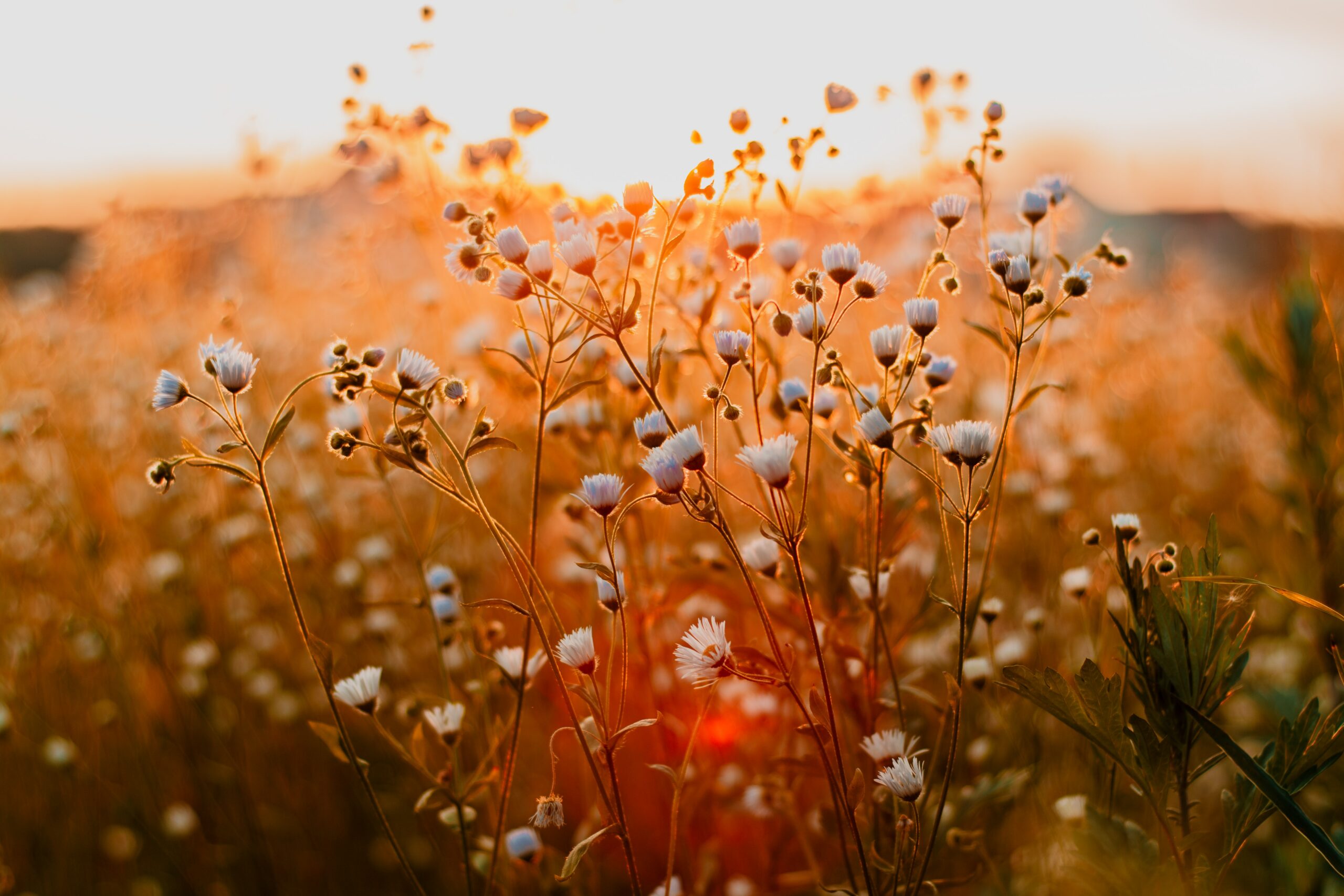 Journée Nature à la Solitude