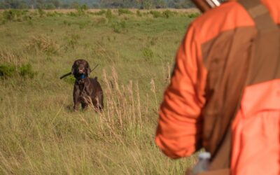Campagne de chasse 2026-2027 : arrêté préfectoral relatif aux dates d’ouverture et de clôture